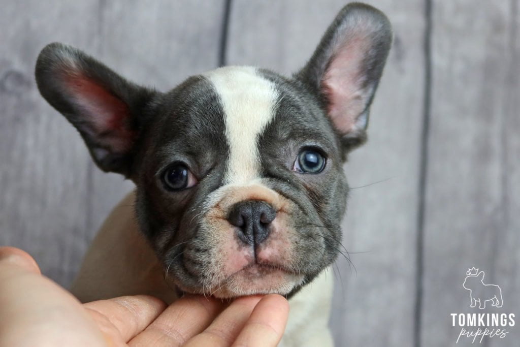 What to do when your Frenchie gets scared? - TomKings Blog