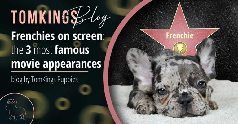 Frenchies on screen: the 3 most famous movie appearances - TomKings Blog