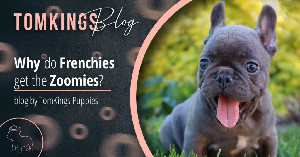 Why do Frenchies get the Zoomies? - TomKings Blog