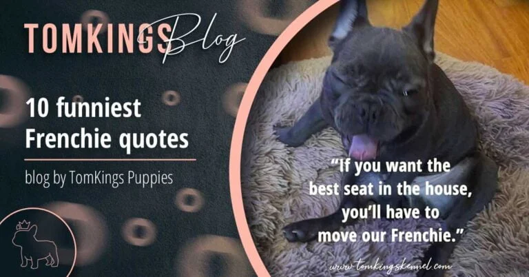 10 funniest Frenchie quotes - TomKings Blog