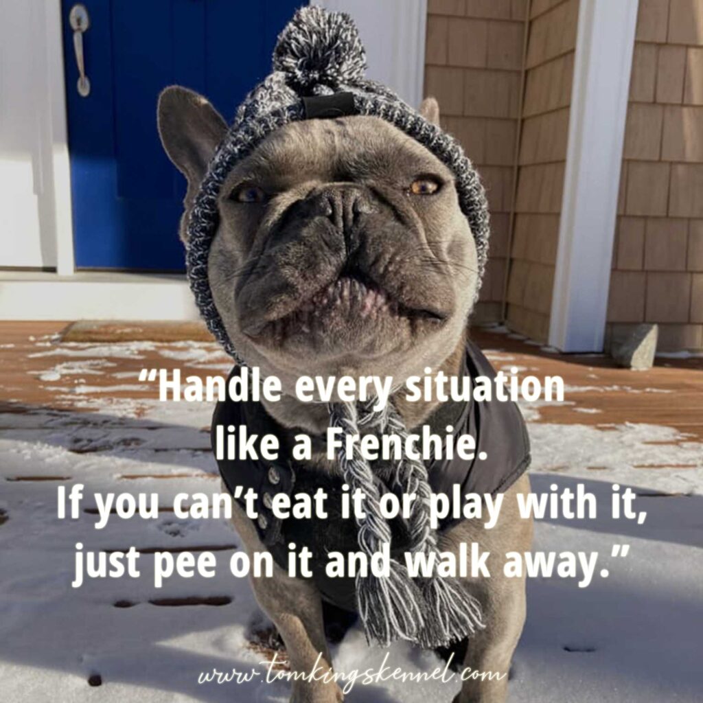 10 funniest Frenchie quotes - TomKings Blog