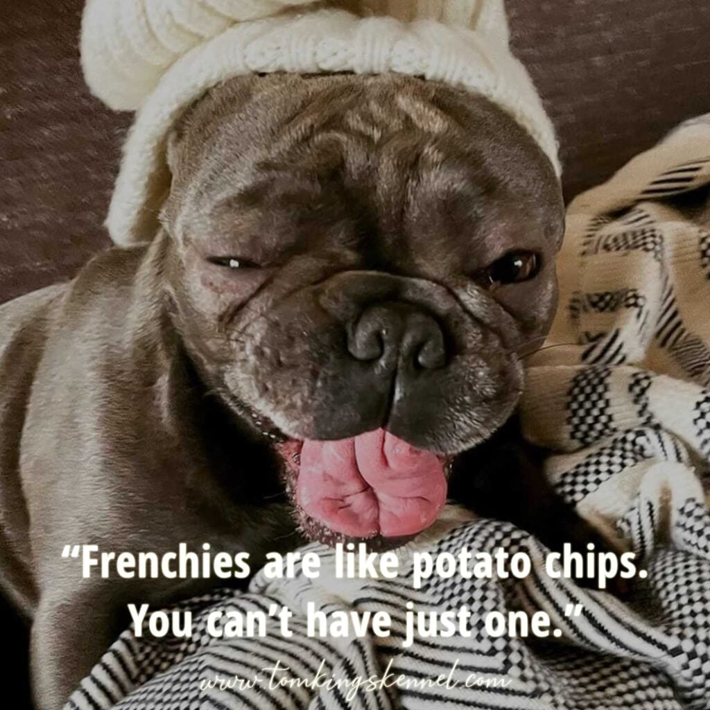 10 funniest Frenchie quotes - TomKings Blog