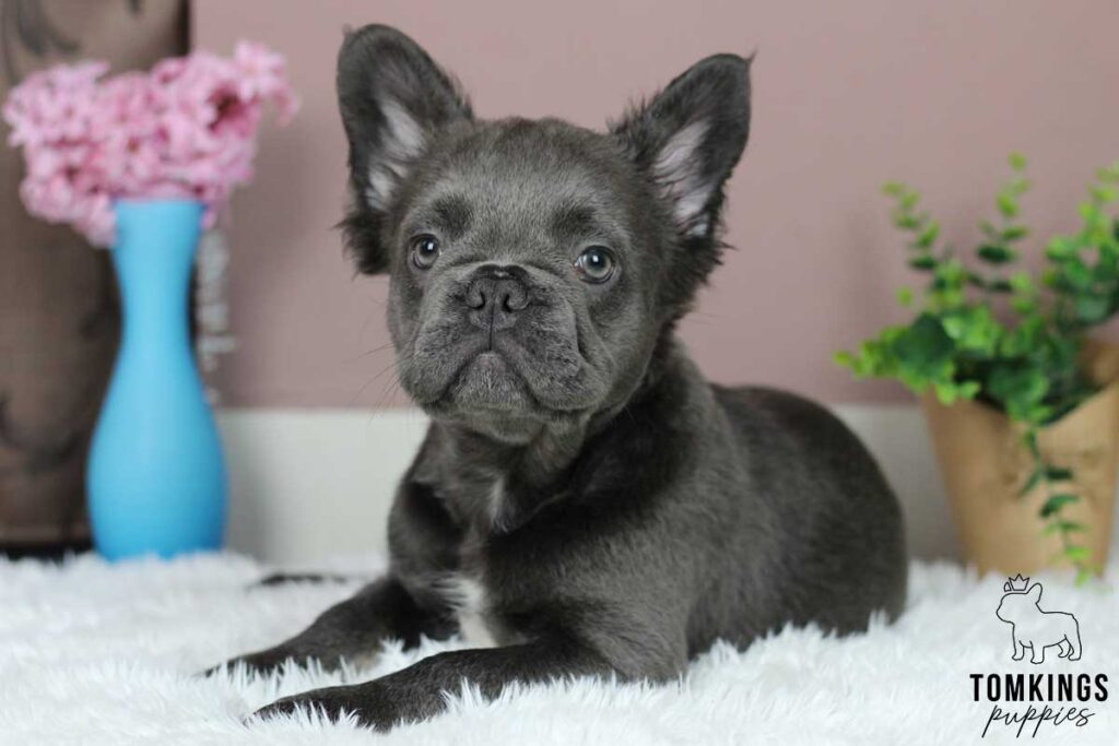 Creed, available French Bulldog puppy at TomKings Puppies