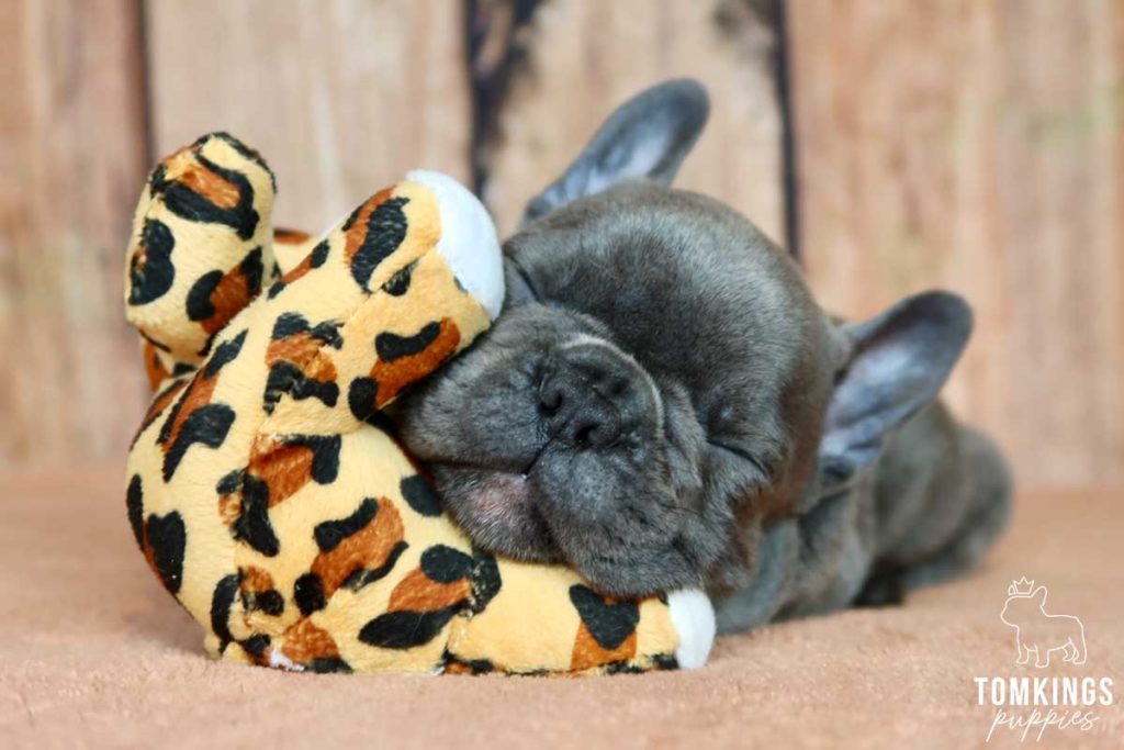 When to take your Frenchie to work? - TomKings Blog