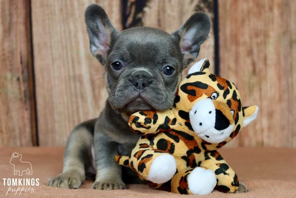 Top 25 Frenchie names: how to find the perfect one - TomKings Blog