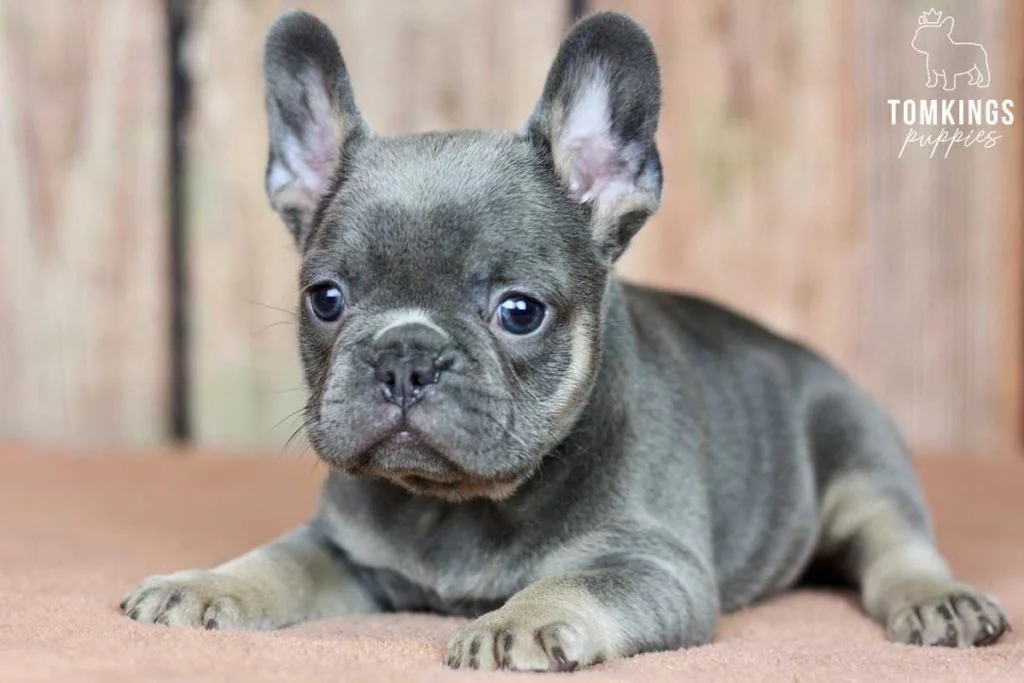 Top 25 Frenchie names: how to find the perfect one - TomKings Blog