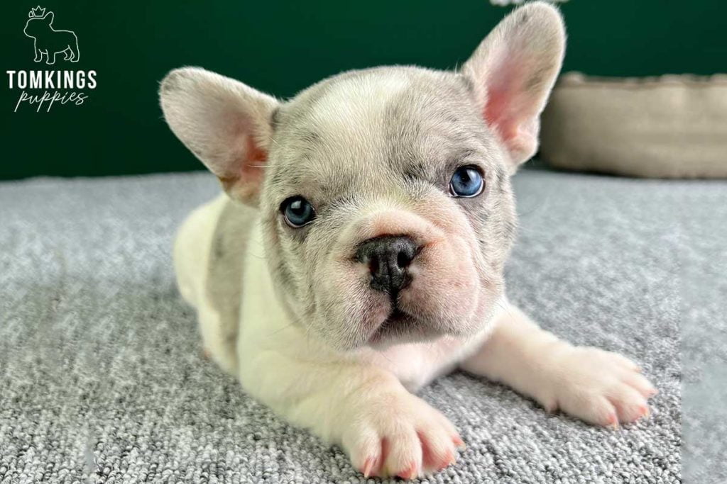 Everything you need to know about neutering your Frenchie - TomKings Blog