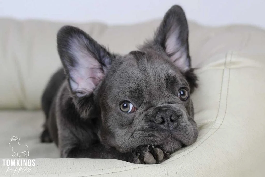 Creed, available French Bulldog puppy at TomKings Puppies