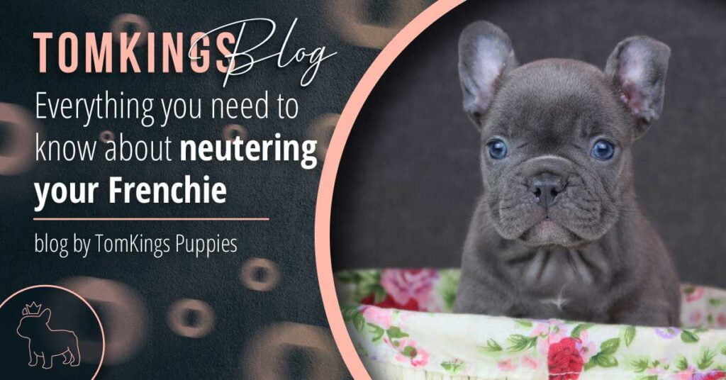 Everything you need to know about neutering your Frenchie - TomKings Blog