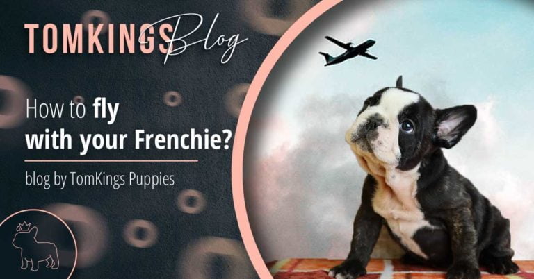 How to fly with your Frenchie? - TomKings Blog