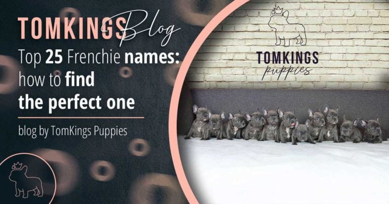 Top 25 Frenchie names: how to find the perfect one - TomKings Blog