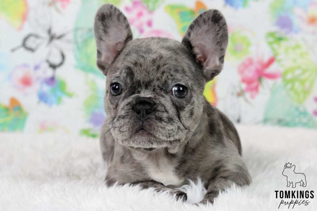 The fascinating history of French Bulldogs - TomKings Blog
