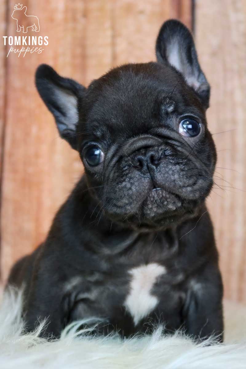 Ginerva, available French Bulldog puppy at TomKings Puppies