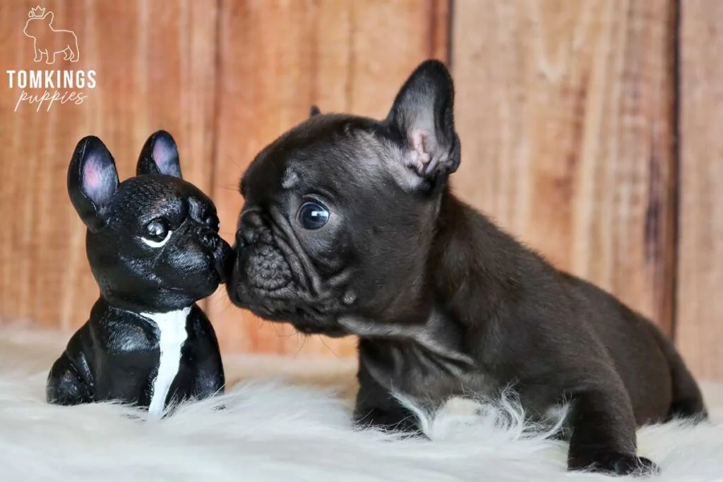 Ginerva, available French Bulldog puppy at TomKings Puppies