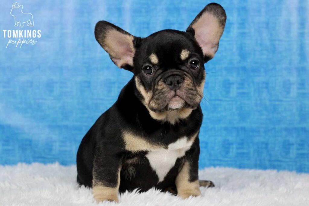 Harriet, available French Bulldog puppy at TomKings Puppies