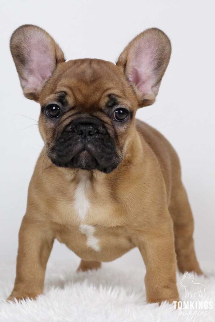 Hendryx, available French Bulldog puppy at TomKings Puppies