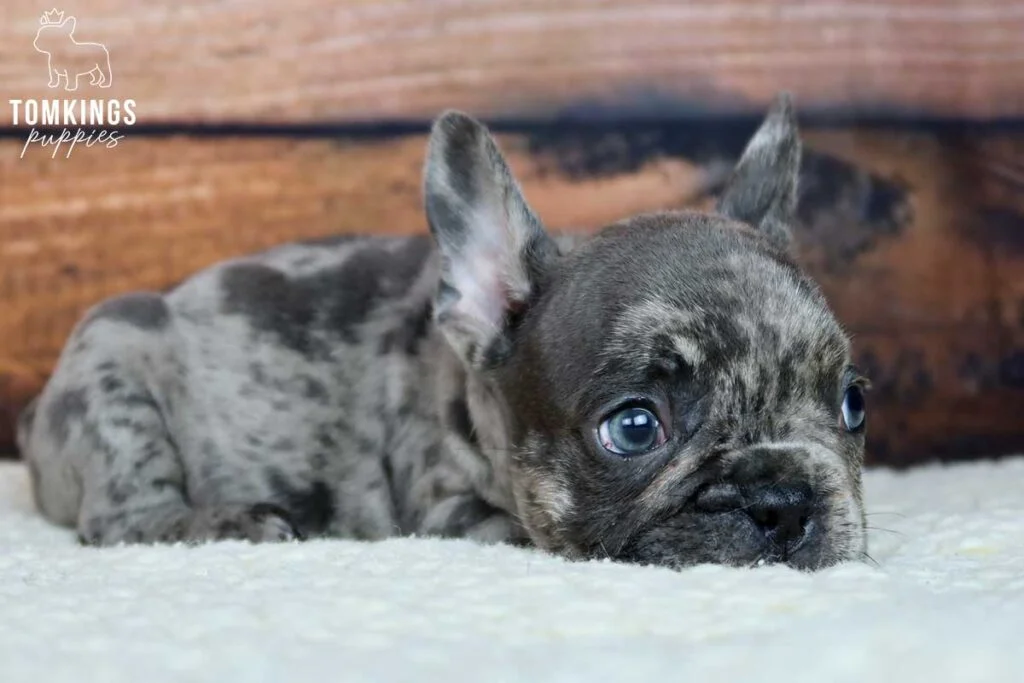 3 rules on the street that can save your Frenchie’s life - TomKings Blog