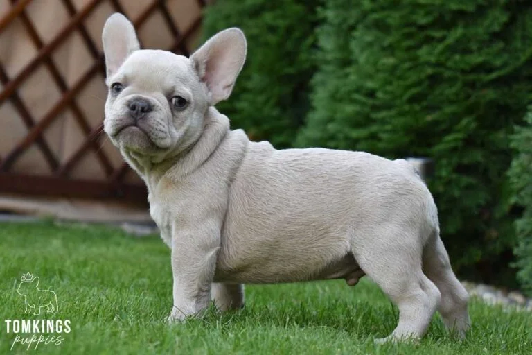 Lilac fawn French bulldog at TomKings Puppies