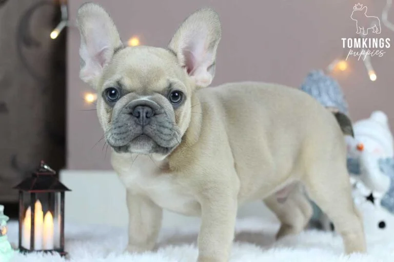 Lilac fawn French bulldog at TomKings Puppies