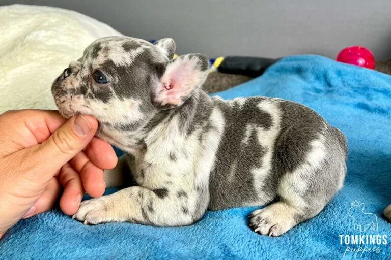 Lilac merle French bulldog puppies at TomKings Puppies