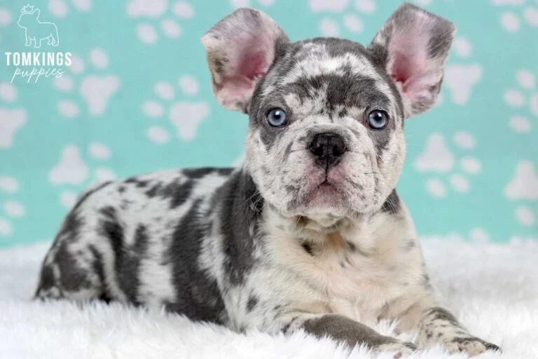 Lilac merle French bulldog puppies at TomKings Puppies