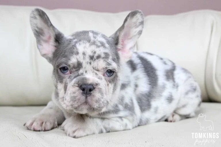 Lilac merle French bulldog puppies at TomKings Puppies