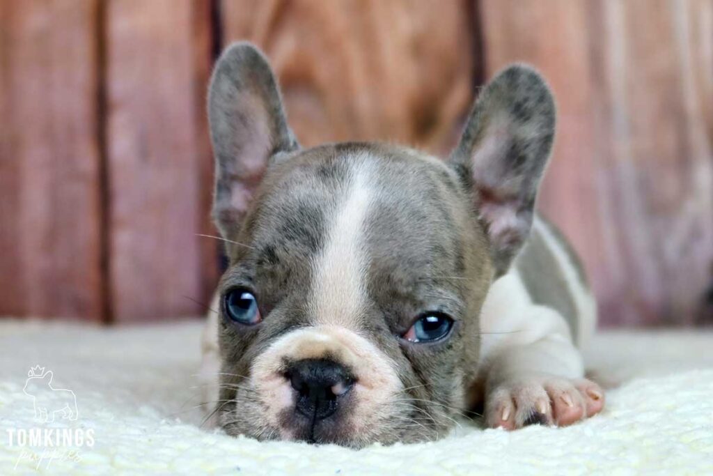 3 rules on the street that can save your Frenchie’s life - TomKings Blog