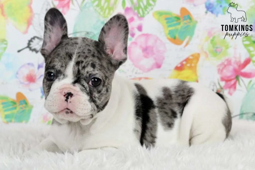 The fascinating history of French Bulldogs - TomKings Blog