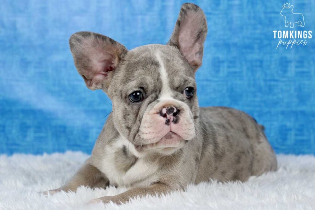 Rhonda, available French Bulldog puppy at TomKings Puppies