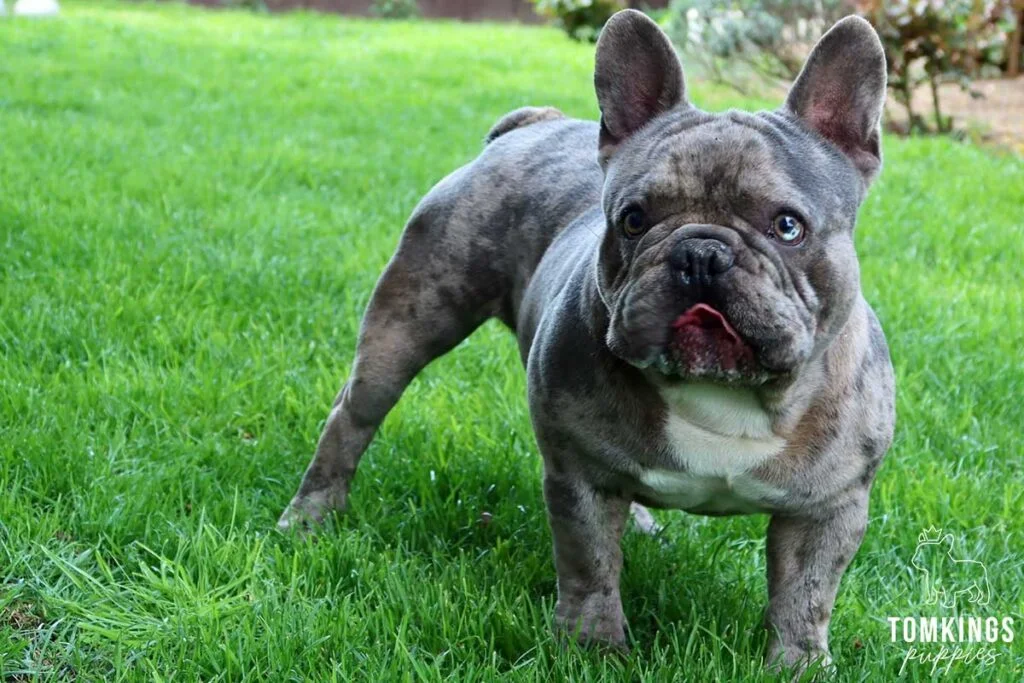 French Bulldog - TomKings Puppies