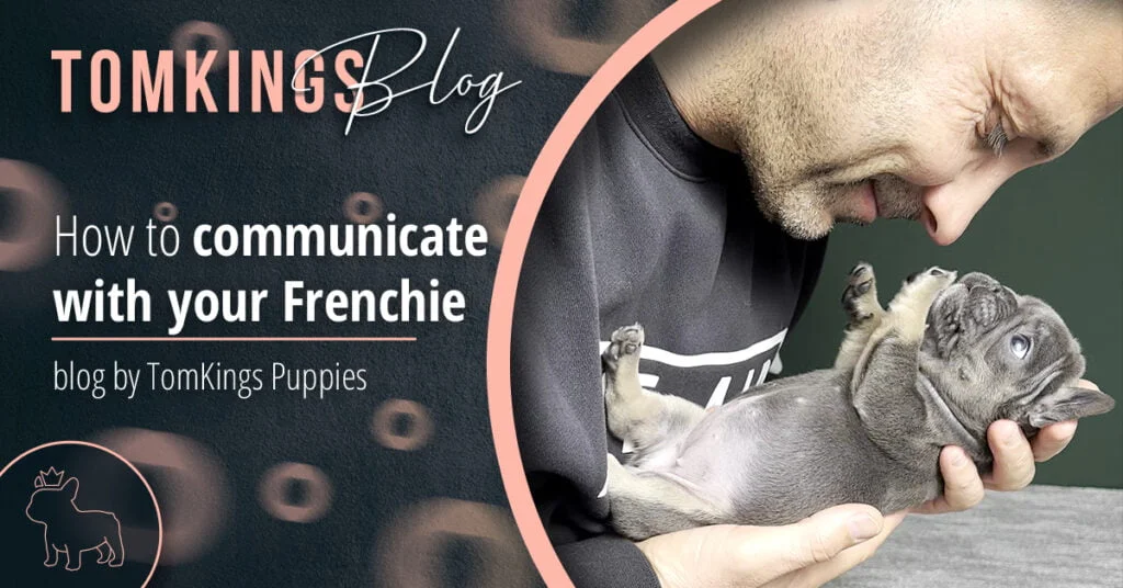 How to communicate with your Frenchie - TomKings Blog