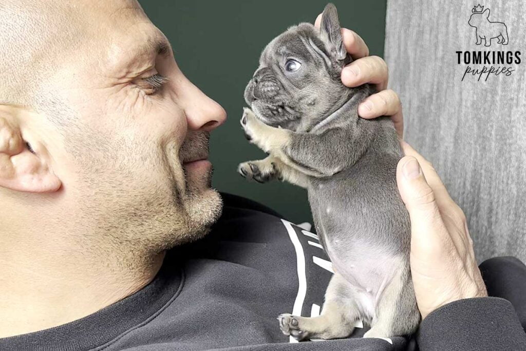 Things not to do with a French Bulldog - TomKings Puppies