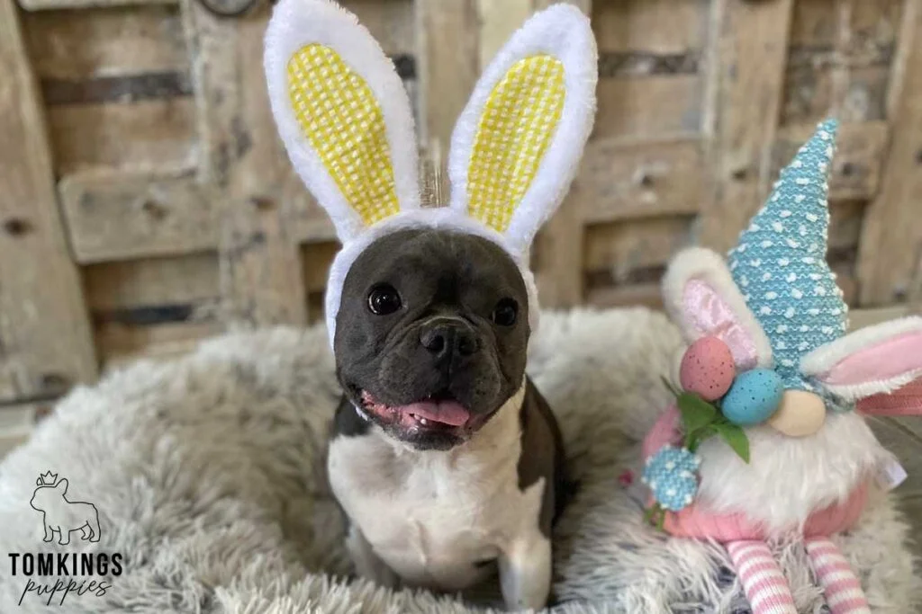 How to introduce a bunny to your Frenchie? - TomKings Blog