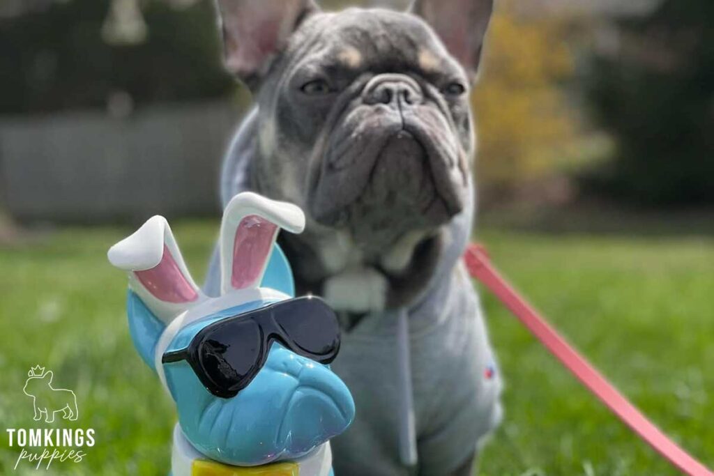 How to introduce a bunny to your Frenchie? - TomKings Blog
