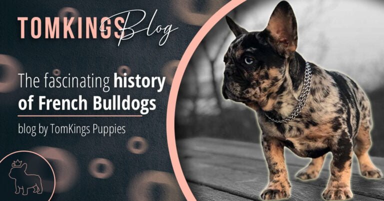 The fascinating history of French Bulldogs - TomKings Blog