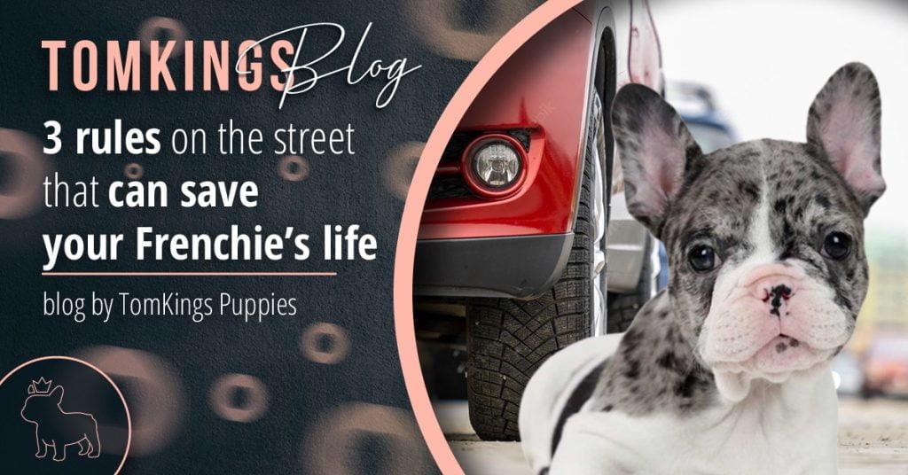 3 rules on the street that can save your Frenchie’s life - TomKings Blog