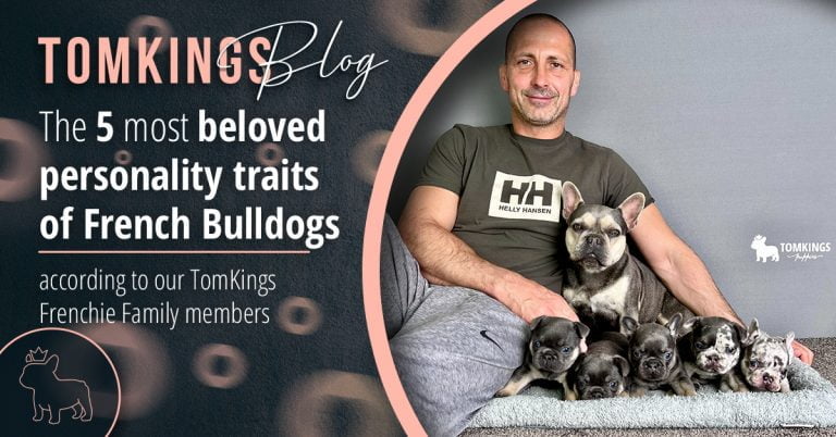 The 5 most beloved personality traits of French Bulldogs - TomKings Blog