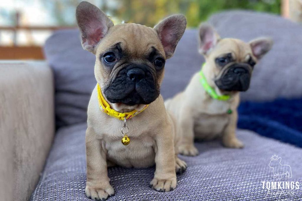 Beige color French Bulldog TomKings Puppies