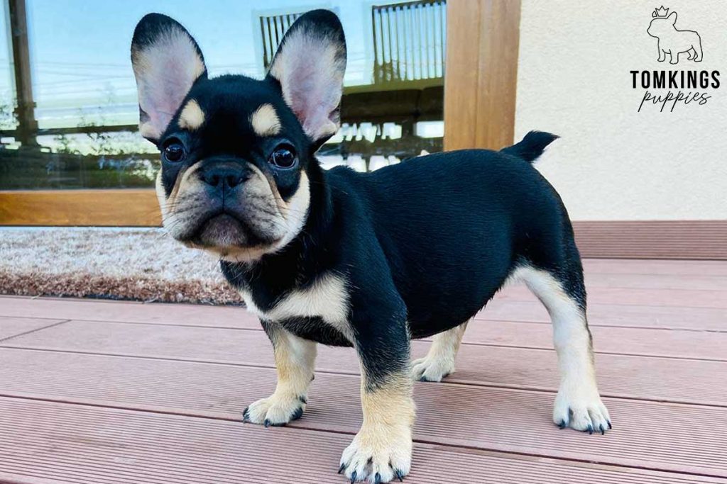 Black and tan color French Bulldog TomKings Puppies