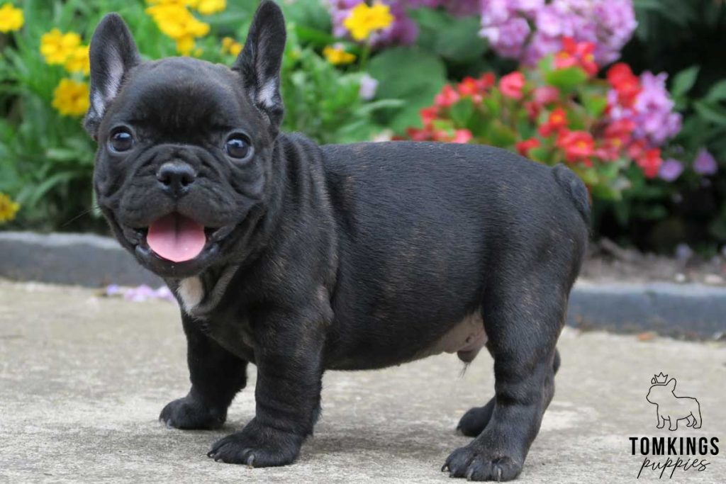 Black brindle color French Bulldog TomKings Puppies