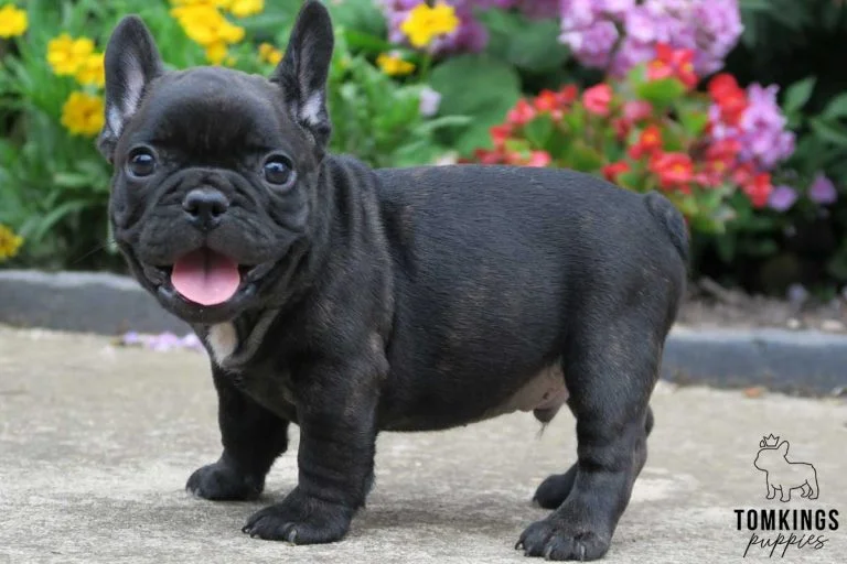 Black brindle color French Bulldog TomKings Puppies