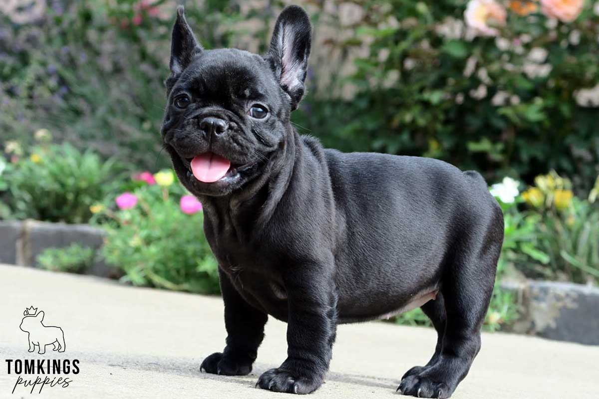 Black color French Bulldog TomKings Puppies