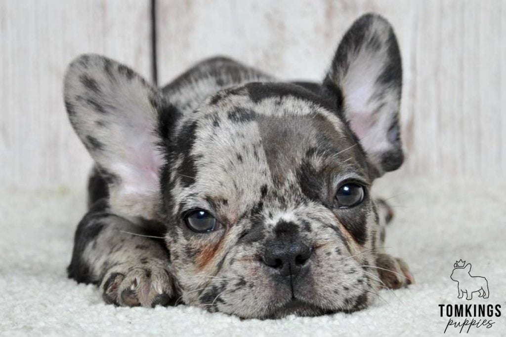 Black merle color French Bulldog TomKings Puppies