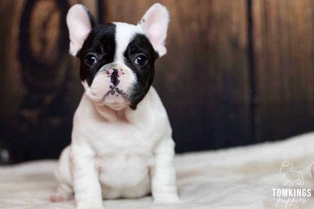Black pied color French Bulldog TomKings Puppies