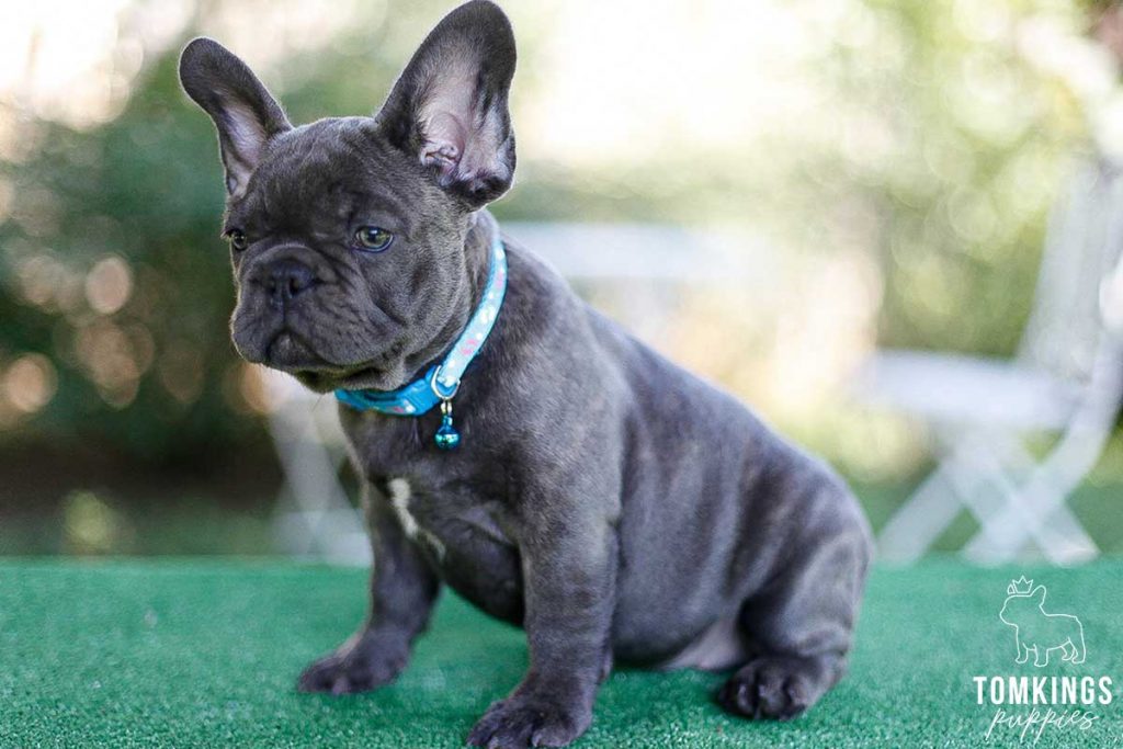 Blue brindle color French Bulldog TomKings Puppies