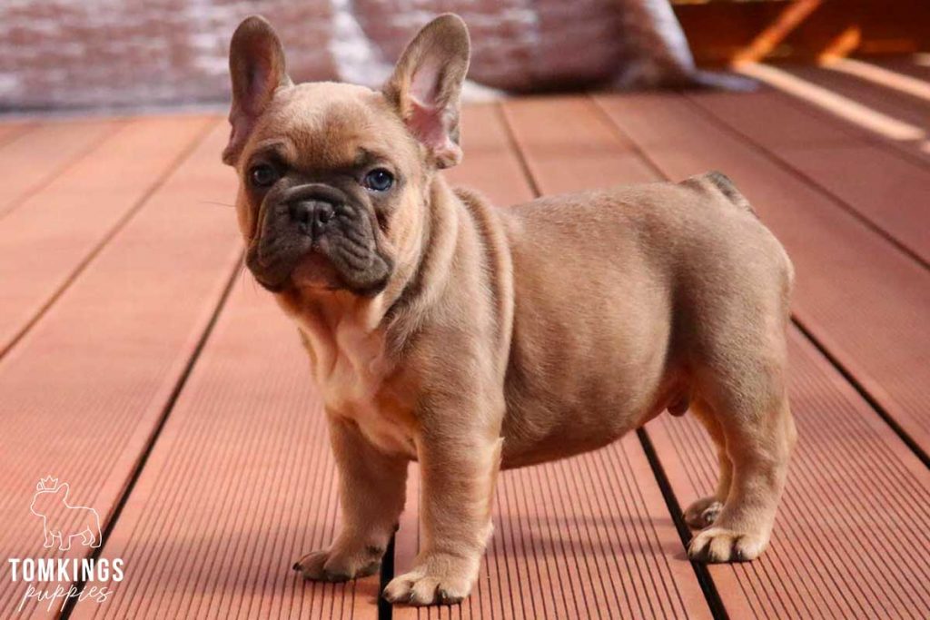 Blue fawn color French Bulldog TomKings Puppies