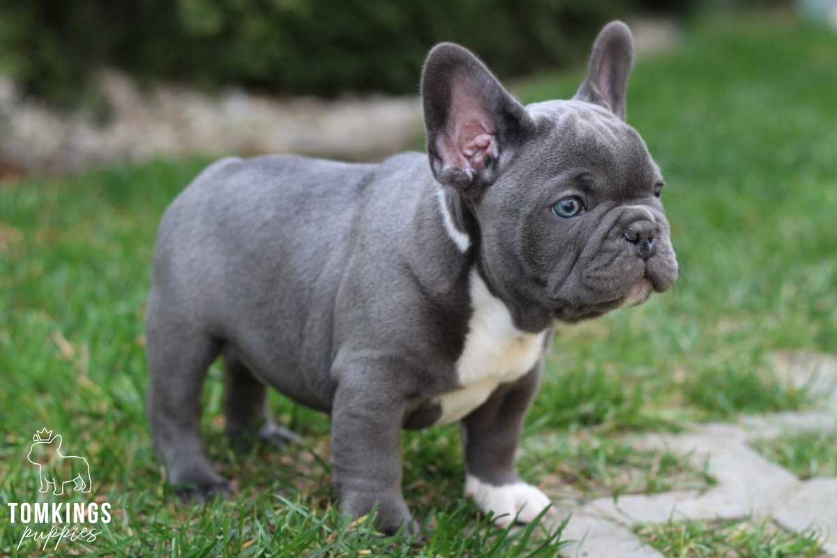 SCHLEICH Figura Bulldog Francese, Collezionabile, Realistica E Dipinta A Mano
