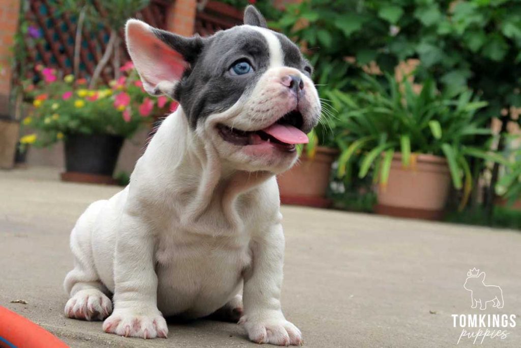 Blue pied color French Bulldog TomKings Puppies