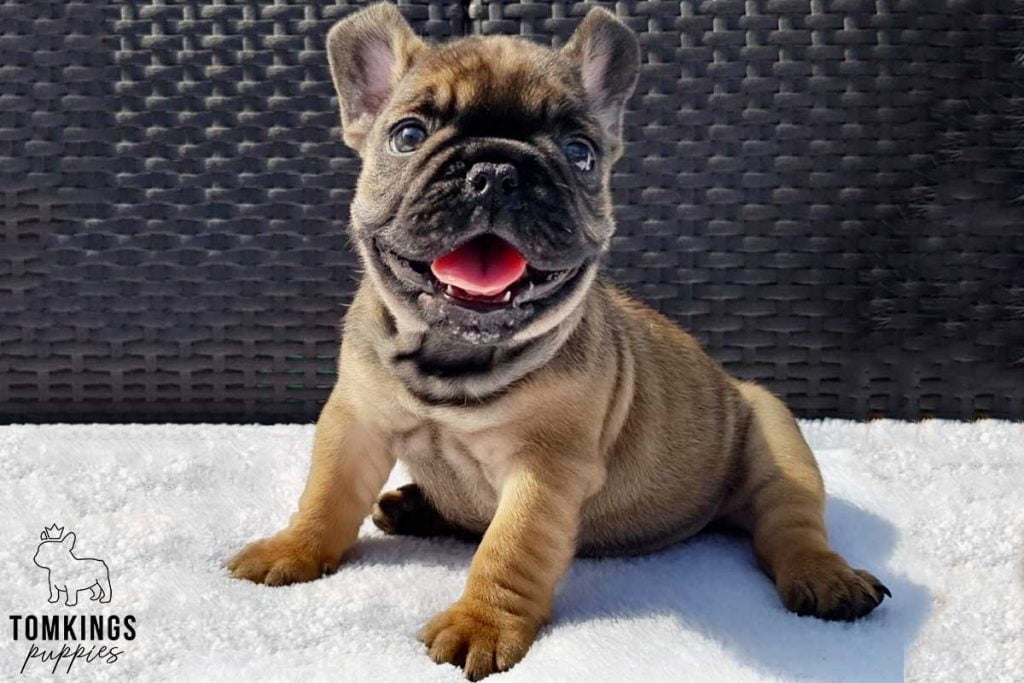 The 5 most beloved personality traits of French Bulldogs - TomKings BlogThe 5 most beloved personality traits of French Bulldogs - TomKings Blog