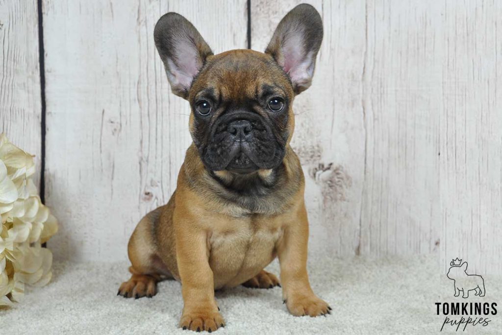 Chris, available French Bulldog puppy at TomKings Puppies